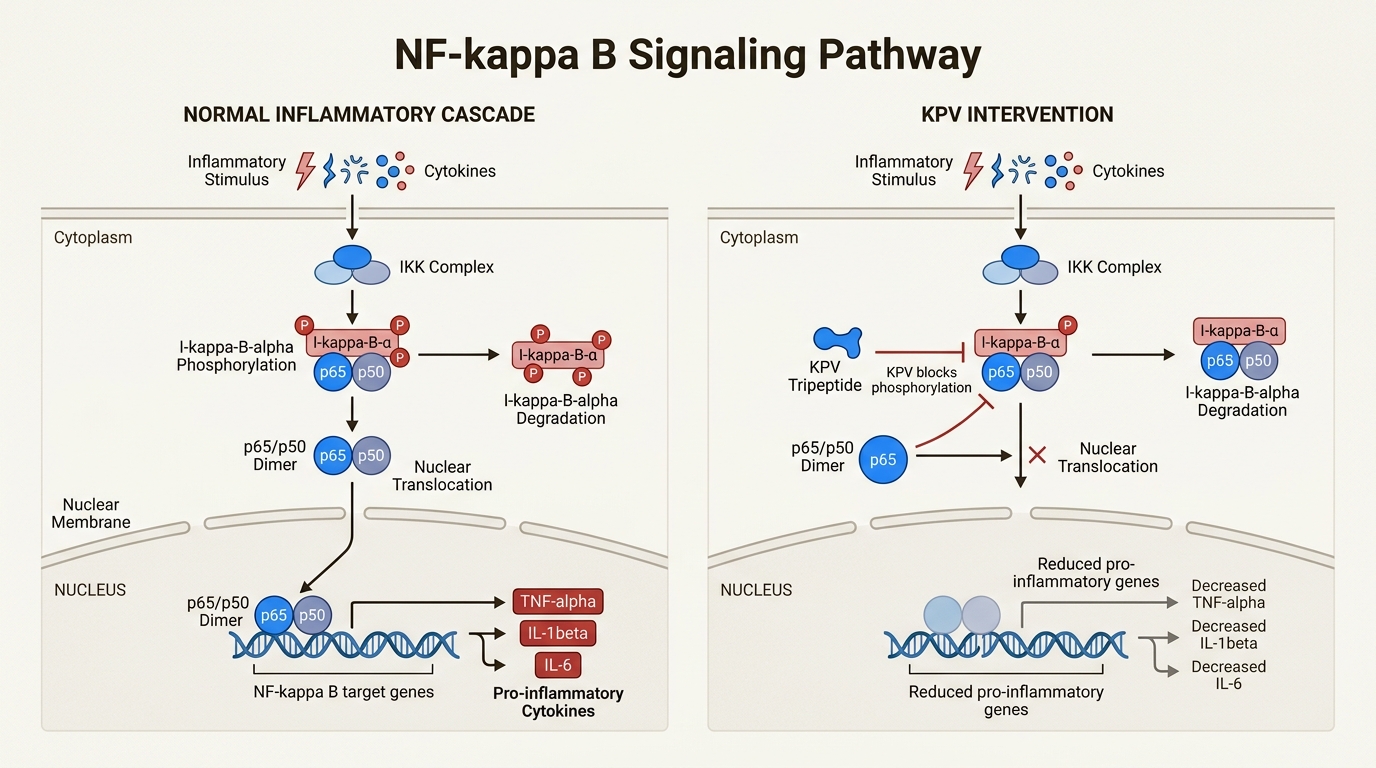 By modulating the NF-kappa B pathway at the DNA level, KPV prevents the overproduction of inflammatory cytokines without disabling the immune system.